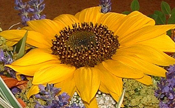 Sonnenblume