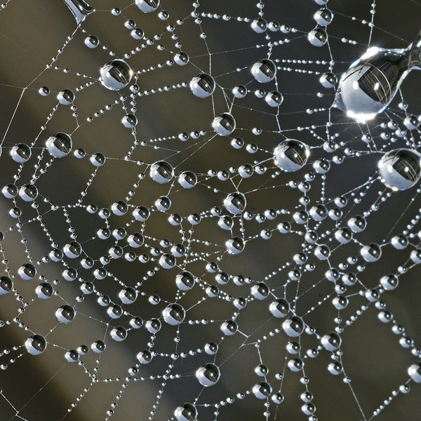Netzwerk / © Jusben/morguefile.com Tautropfen auf Spinnweben