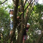 Im Obstgarten gibt es auch Kletterbäume