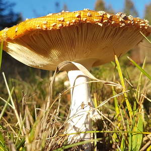 Pilz