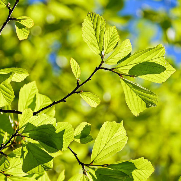 Laubbaum / © Couleur/pixabay.com/CC0 1.0 Laubbaum