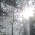 Licht durchflutet den Wald. © Maria Grill / Licht durchflutet den Wald. © Maria Grill Licht durchflutet den Wald. © Maria Grill