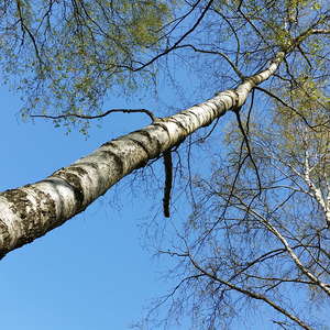 Baum
