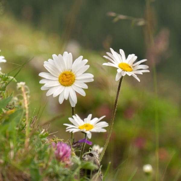 Margarite / ChiemSeherin,pixabay Margarite