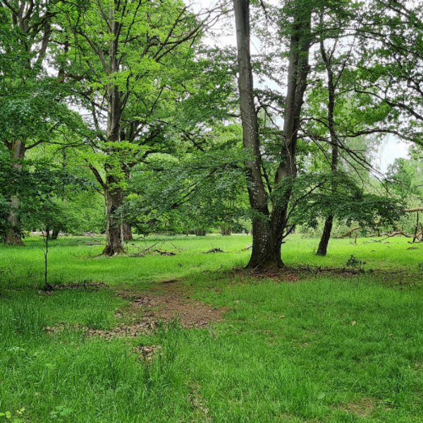 Waldweide Entlesboden / Foto von Birgit Herting Heidewald Schieferegg - Umweltarbeit in der Diözese Linz