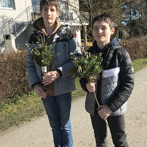 Palmbuschenbinden