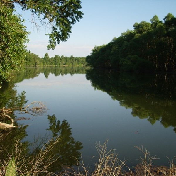 Backwater Danube