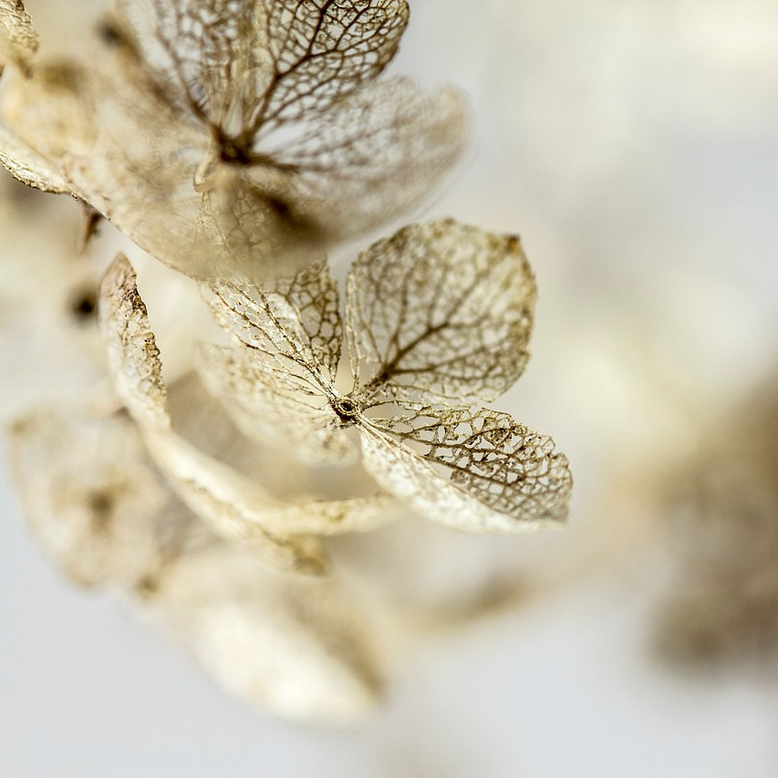 Hortensie